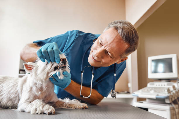 Best After-Hours Dental Care in Leon, IA